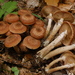 Honey Mushroom - Photo (c) Marco Floriani, some rights reserved (CC BY-NC), uploaded by Marco Floriani