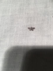 Nallachius americanus