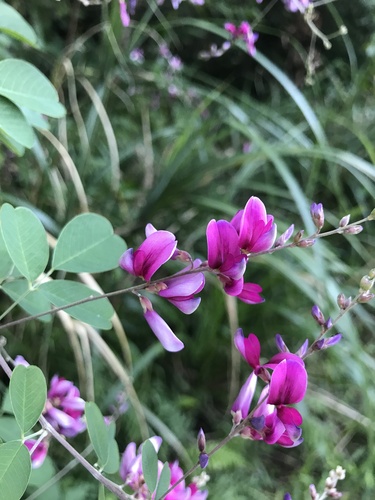 Image of Thunberg's Lespedeza (Lespedeza thunbergii) by no rights reserved