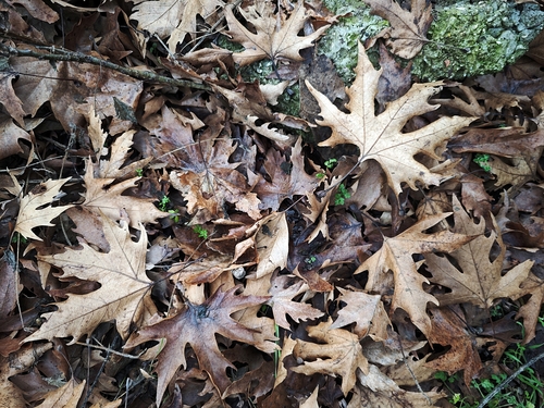 Foto de Plátano-oriental