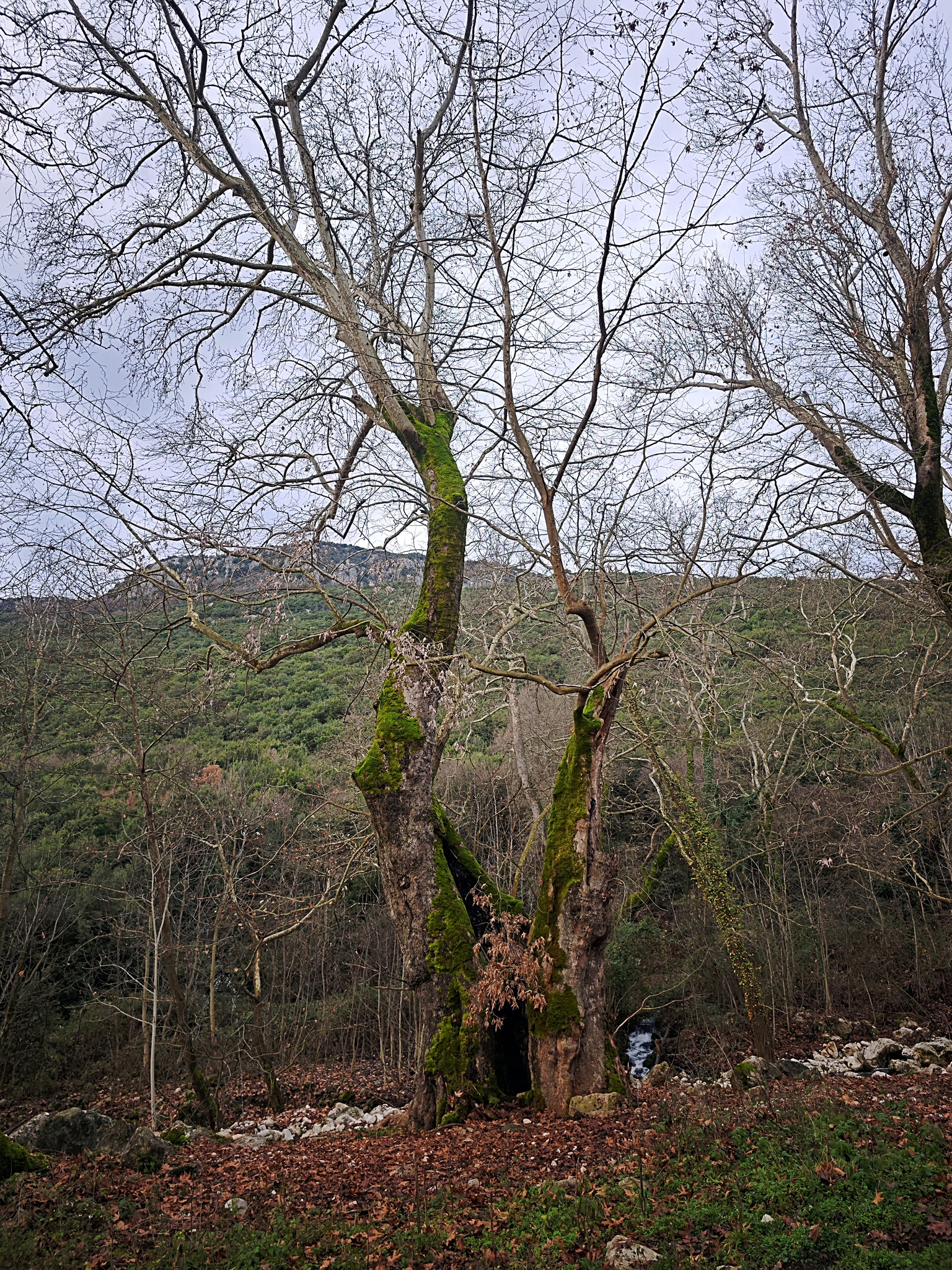Imagem de Plátano-oriental