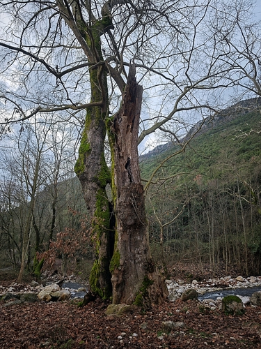 Foto de Plátano-oriental