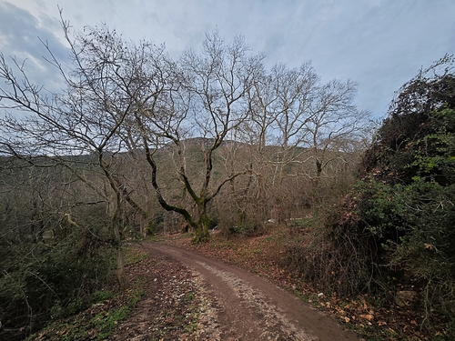 Foto de Plátano-oriental