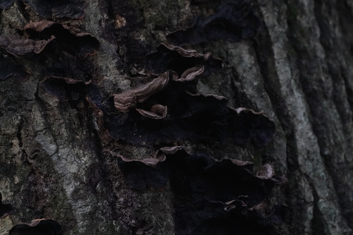 Punctularia strigosozonata