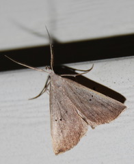 Macrochilo louisiana