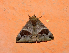 Bastilla joviana