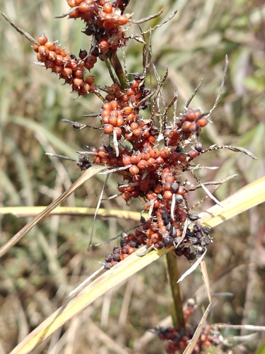 Carex baccans