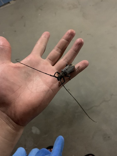 Megosmidus