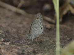 Ypthima asterope