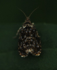 Olethreutes albiciliana
