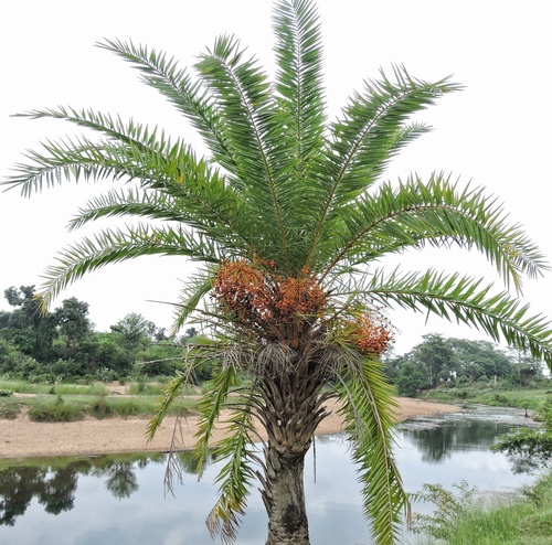 Phoenix sylvestris