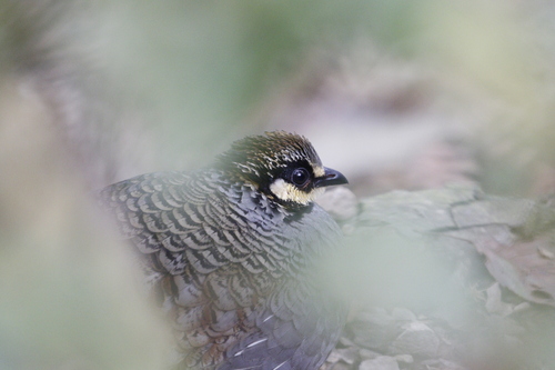 Taiwan Partridge (Arborophila crudigularis), photo 5