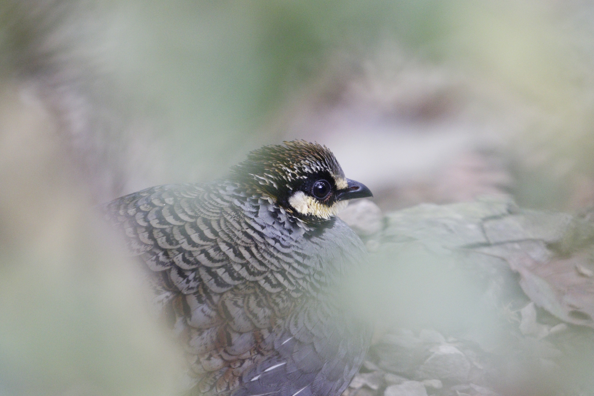 Taiwan Partridge (Arborophila crudigularis), photo 5