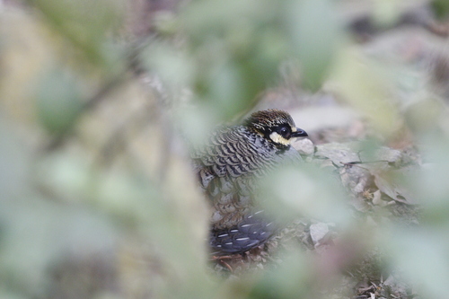 Taiwan Partridge (Arborophila crudigularis), photo 6