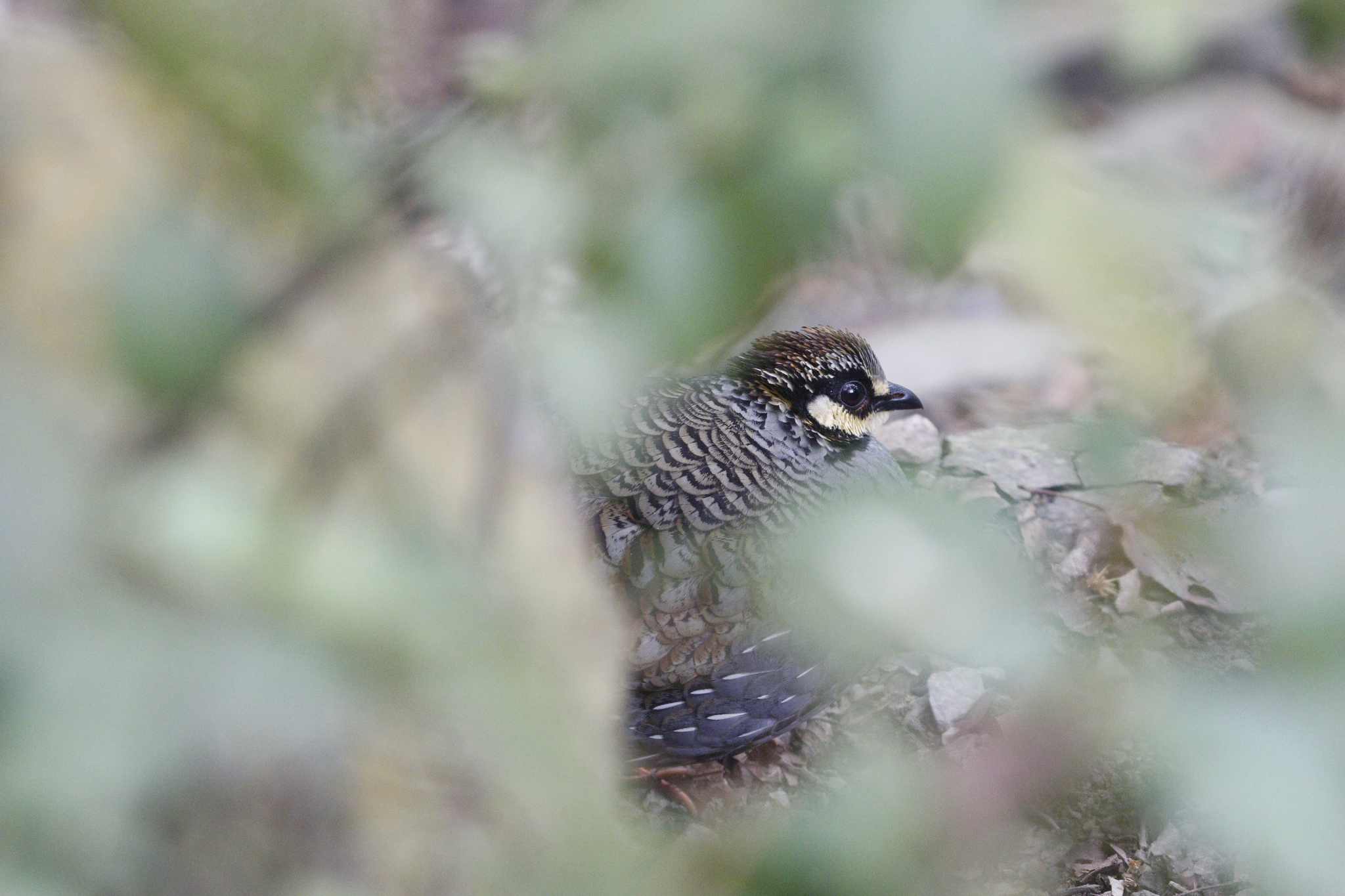 Taiwan Partridge (Arborophila crudigularis), photo 6