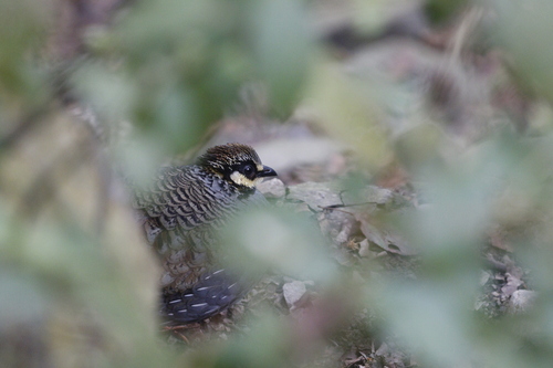 Taiwan Partridge (Arborophila crudigularis), photo 9