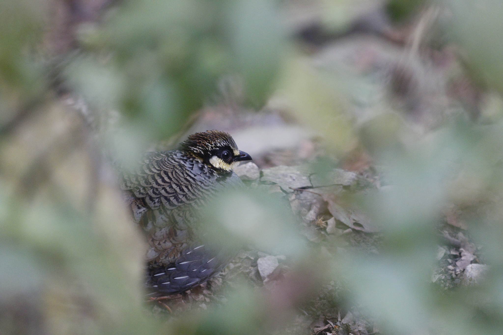 Taiwan Partridge (Arborophila crudigularis), photo 7
