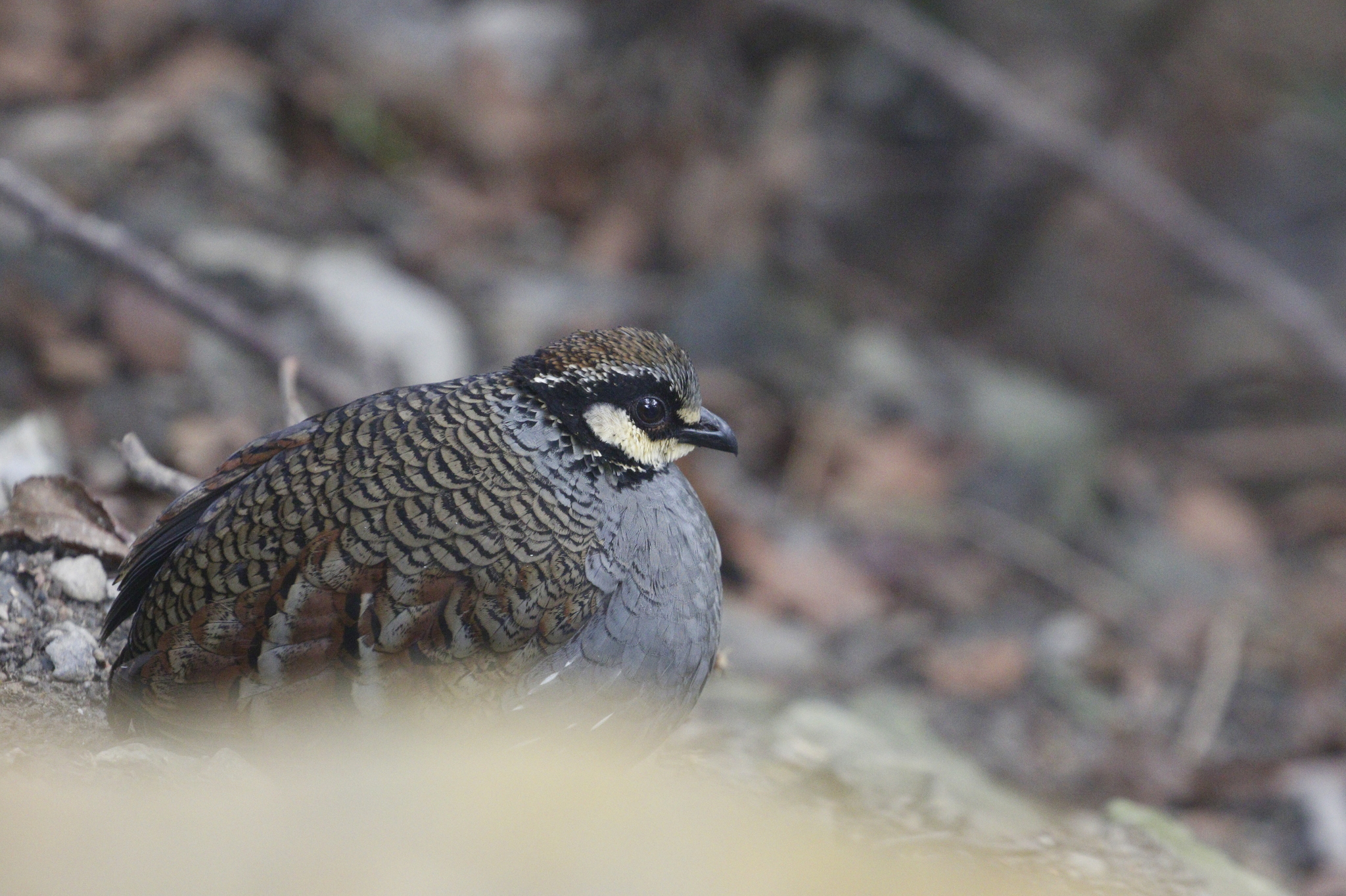 Taiwan Partridge (Arborophila crudigularis), photo 8