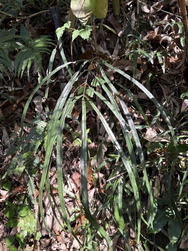 Pteris longipinna, photograph 6