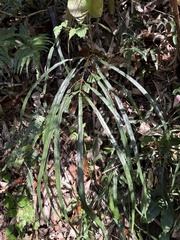 Pteris longipinna, photograph (c) 黃美滿, some rights reserved (CC BY)
