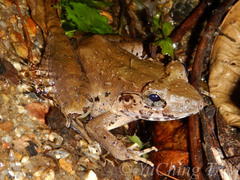 Limnonectes blythii
