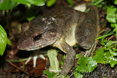 Limnonectes malesianus
