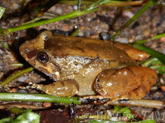 Limnonectes nitidus