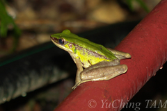 Odorrana hosii