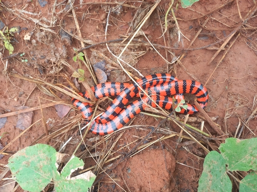 False Coral Snake