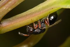 Eurytominae