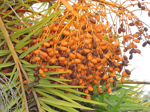Phoenix sylvestris