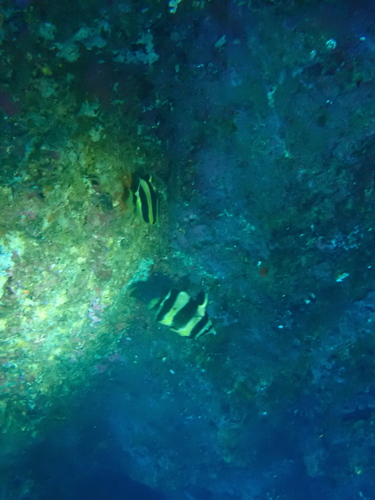 Amphichaetodon howensis observed 2025-02-11