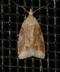 Cenopis niveana