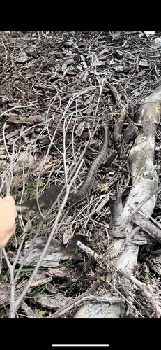 Tiger Snake sighting