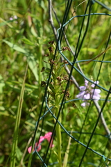 Platanthera leucophaea