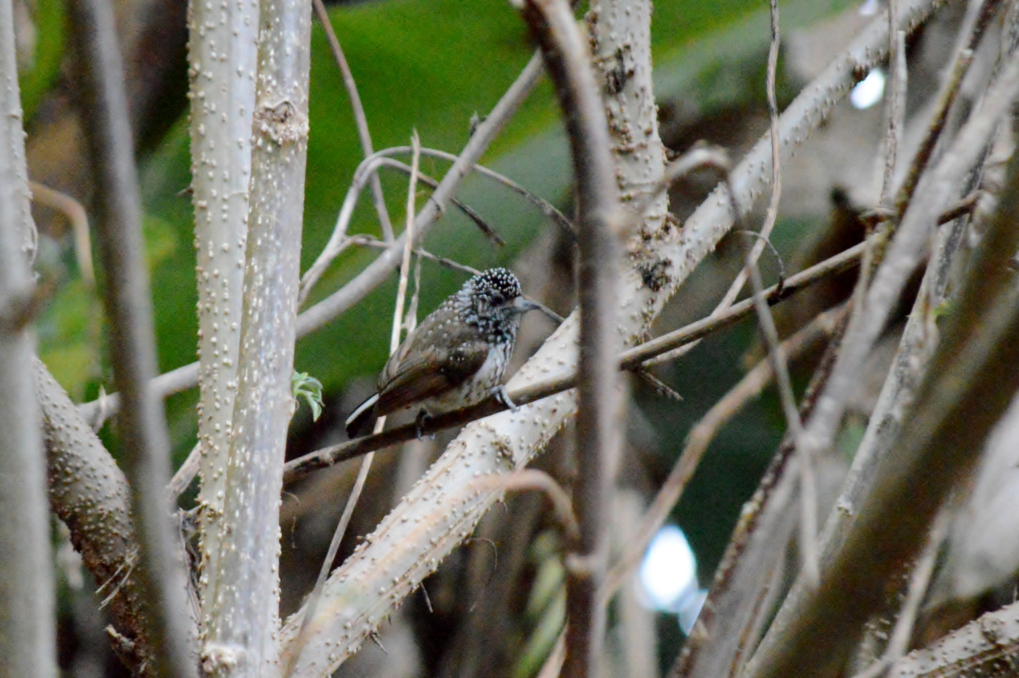 White-wedged Piculet illustration
