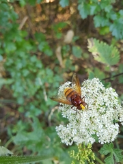 Volucella zonaria
