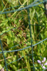 Platanthera leucophaea
