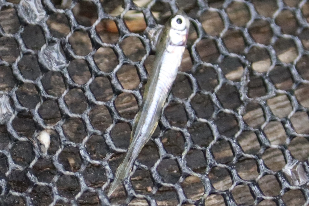 Western hardyhead (Leptatherina wallacei) — Atherinidae