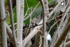 Picumnus albosquamatus
