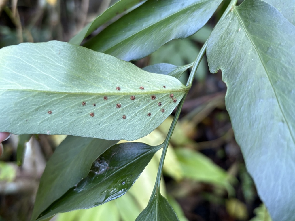 Cyrtomium devexiscapulae; photograph (c) 黃美滿, some rights reserved (CC BY)