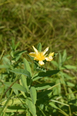 Platanthera leucophaea
