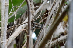 Picumnus albosquamatus