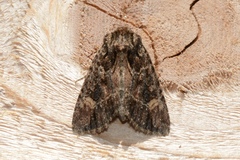 Aseptis binotata