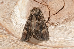 Aseptis binotata