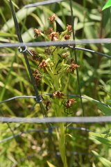 Platanthera leucophaea
