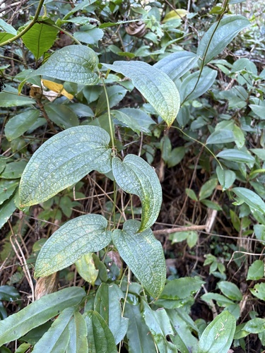Smilax riparia, photograph 6