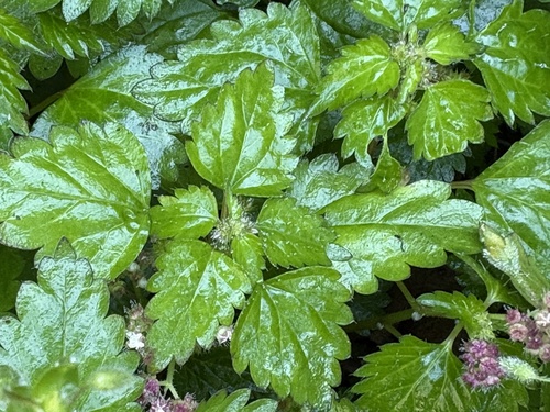 Nanocnide japonica, photograph 5