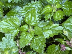 Nanocnide japonica, photograph (c) 黃美滿, some rights reserved (CC BY)