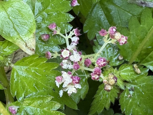 Nanocnide japonica, photograph 6